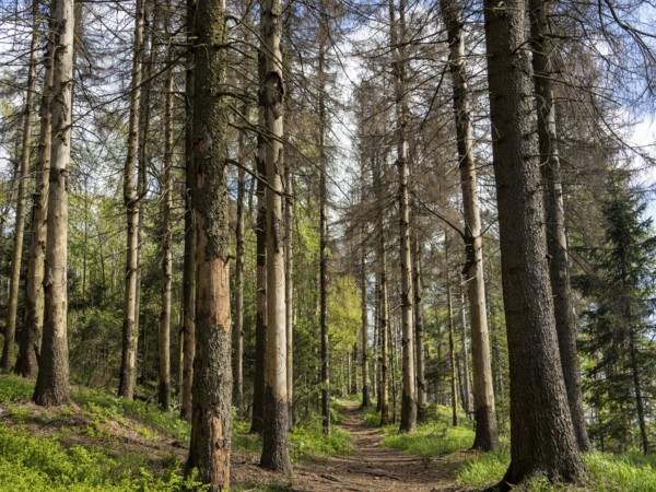 Spruce forest infested by bark beetles, tree trunks with sloping bark, Zittau Mountains, things,