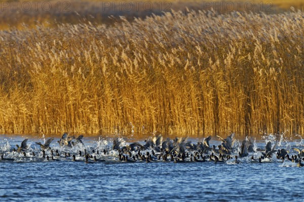 Coots (Fulica atra) fleeing from a white-tailed eagle, panic, fear, flock of birds, Germany