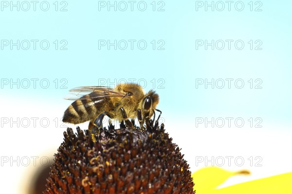 European honey bee (Apis mellifera), collecting nectar from a yellow coneflower (Echinacea