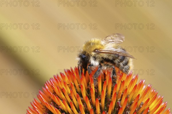Field bumblebee (Bombus pascuorum), collecting nectar on a purple coneflower (Echinacea purpurea),