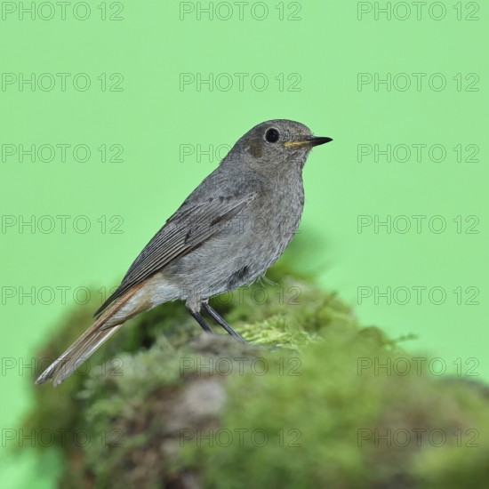 Black redstart (Phoenicurus ochruros), female on a moss-covered tree stump in a garden, Wilnsdorf,