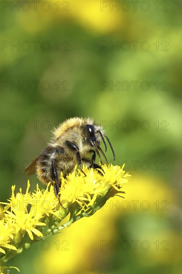 Field bumblebee (Bombus pascuorum), collecting nectar on a Solidago canadensis (Solidago
