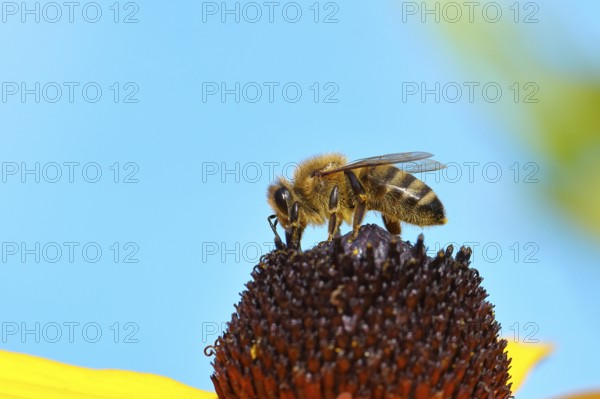 European honey bee (Apis mellifera), collecting nectar from a flower of the yellow coneflower