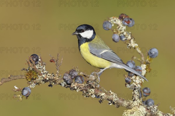 Great tit (Parus major), sitting on a branch in a blackthorn bush, (Prunus spinosa), sloes, with