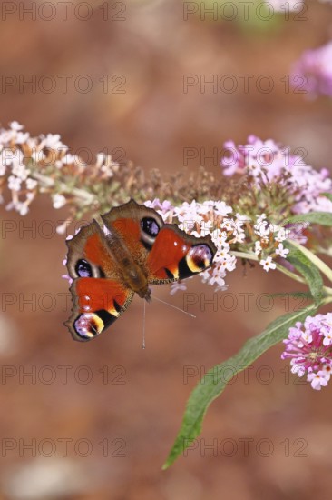 Peacock butterfly (Inachis io) sucking nectar on butterfly bush (Buddleja davidii), in a natural