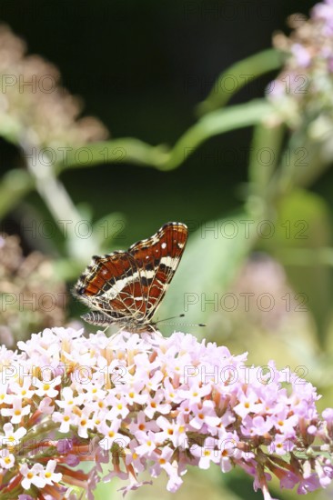 Land carder (Araschnia levana), summer generation, closed wings, underside of wings, on a summer