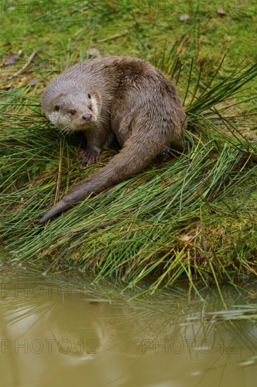 An otter sits by the water with its reflection visible, otter (Lutra lutra), Hesse, Germany