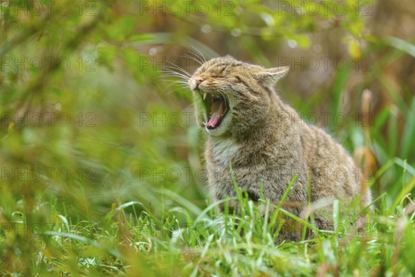 A yawning wildcat in a green forest conveys liveliness and closeness to nature, European wildcat