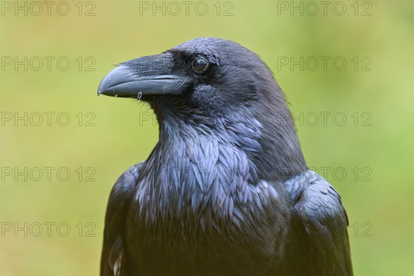 Close-up of a raven with detailed plumage against a blurred yellow and green background, Raven