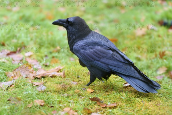 Raven standing in a meadow with autumn leaves, side view with focused feathers, Raven (Corvus