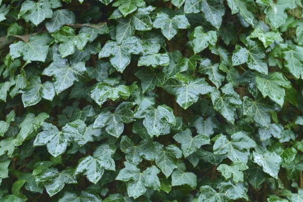 Green ivy with numerous leaves covers an area, radiates freshness and liveliness, Hesse, Germany