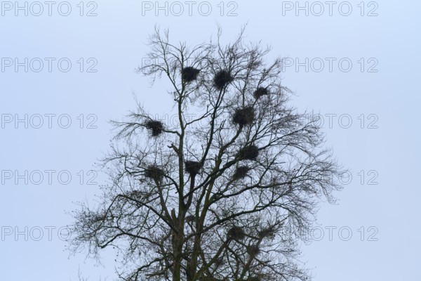 Bare tree with several nests against a clear sky, grey heron (Ardea cinerea), breeding colony,