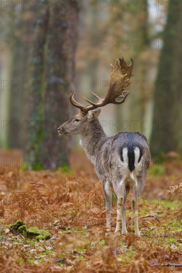 Stag seen from behind in the forest, magnificent antlers, foliage on the ground, European fallow