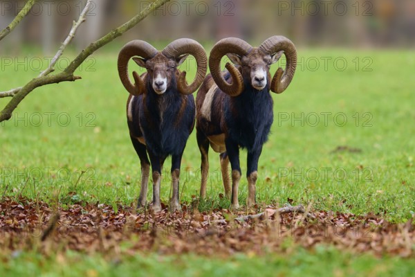 Two mouflons with impressive horns standing on a green meadow in autumn, European mouflon (Ovis
