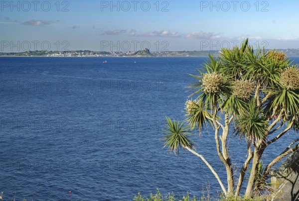 A view of the sea with distinctive palm trees and a distant island, Saint Michael's Mount,
