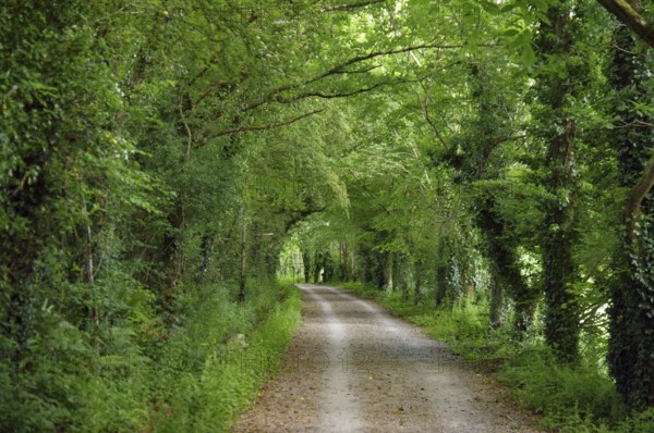 A quiet trail through a thick green forest under a canopy of leaves, Cornwall, Camel Trail, United