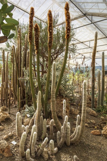Cultivation of cacti, greenhouse, botanical garden, Cactus y Otras Suculentas 'Mora i Bravard',