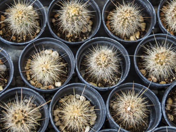 Cultivation of cacti, botanical garden, Cactus y Otras Suculentas 'Mora i Bravard', village