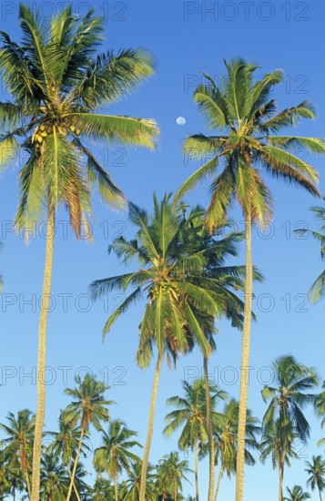 Moon and palm trees on Mikadi Beach, Dar es-Salaam, Tanzania, Africa, June 2000, vintage, retro,
