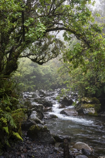 The Kapuni Stream river in the Dawson Falls area, with trees and ferns. Egmont National Park,