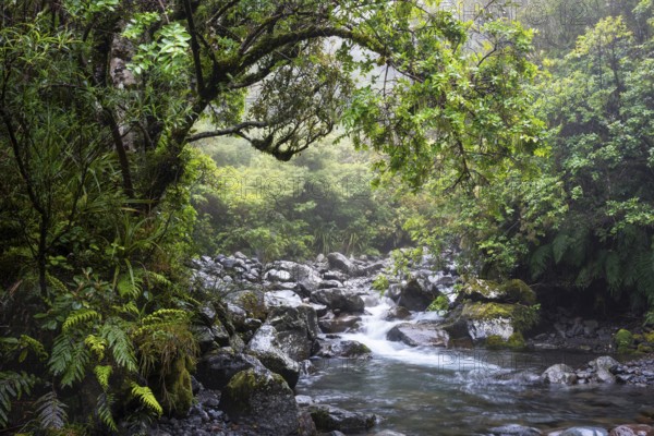 The Kapuni Stream river in the Dawson Falls area, with trees and ferns. Egmont National Park,
