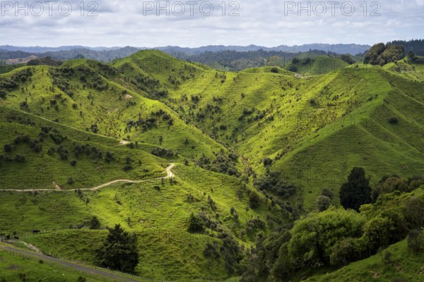 Hilly landscape with meadows and trees along State Highway 43 (SH 43), also known as the Forgotten