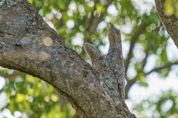 Bird with young bird the tree shape in the sunlight, surrounded by green foliage, Giant day