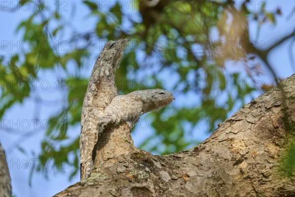 Bird with juvenile, matching the colour of the tree bark, surrounded by light-flooded foliage,