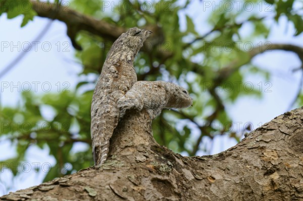Bird with juvenile camouflaged on a branch, blending into the bark, with green foliage in the