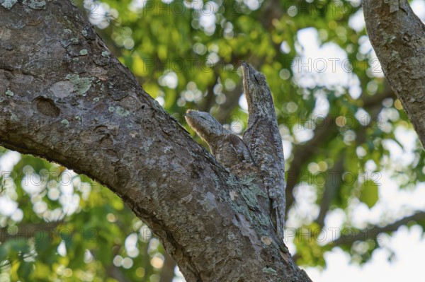 The bird with juvenile melts into the tree bark under dense, green leaves, giant day dormouse