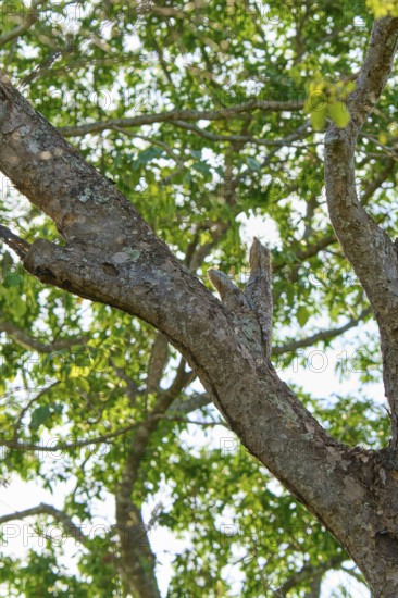 A well camouflaged bird with juvenile sits high in a tree with green foliage all around, giant day