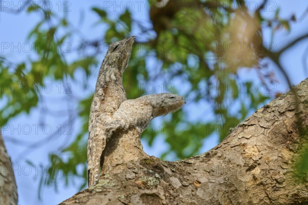 Well camouflaged bird with juvenile on a tree, their colours blend in with the bark and leafy