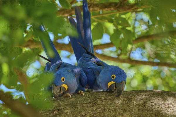 Two blue hyacinth macaws sitting on a branch, surrounded by green nature and bright sunlight,