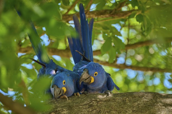 Two Hyacinth Macaws on a tree branch, surrounded by green foliage and tropical atmosphere, Hyacinth