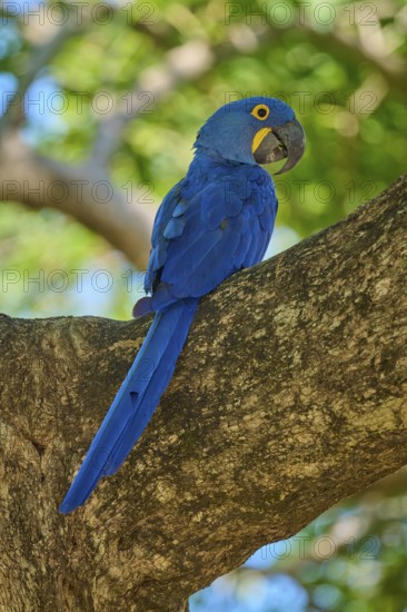 A single Hyacinth Macaw observing the surroundings from a tree branch, Hyacinth Macaw