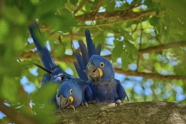 Two relaxed Hyacinth Macaws resting on a branch, surrounded by light-coloured foliage and blue,