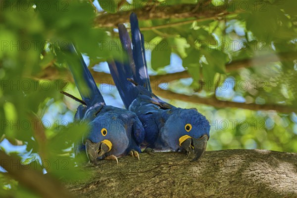 Two Hyacinth Macaws on a branch, surrounded by green leaves and bright daylight, Hyacinth Macaw