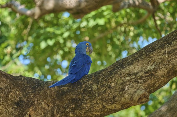 A blue hyacinth macaw sits patiently on a thick branch, Hyacinth Macaw (Anodorhynchus