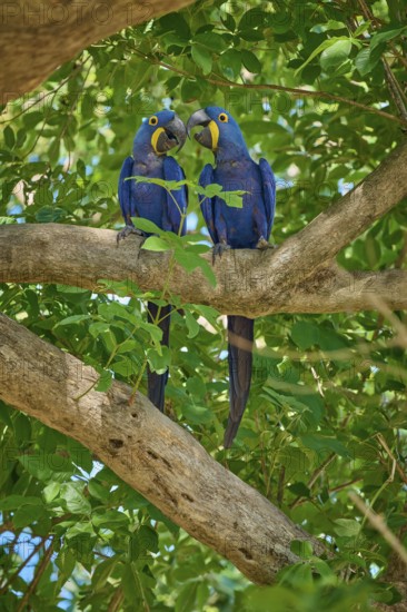 Two Hyacinth Macaws sitting on a tree and gently touching their beaks, Hyacinth Macaw