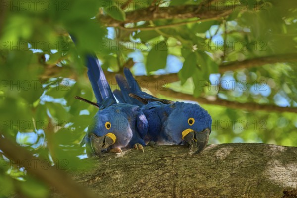 Two Hyacinth Macaws sitting next to each other on a branch, surrounded by sunlit leaves, Hyacinth