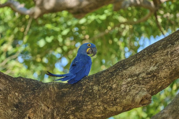 A Hyacinth Macaw sitting on a branch surrounded by light-coloured foliage, Hyacinth Macaw