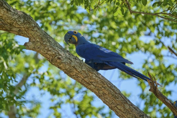 Blue Hyacinth Macaw sitting on a tree branch with sunny background, Hyacinth Macaw (Anodorhynchus