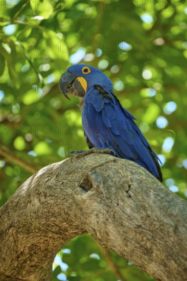A macaw sits on a tree, surrounded by green leaves, in a tropical setting, Hyacinth Macaw