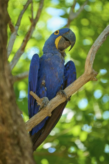 A blue macaw sits on a branch surrounded by dense green leaves in a tropical setting, Hyacinth
