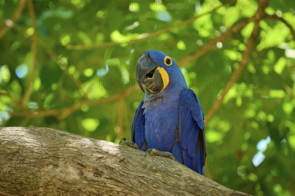 A blue macaw sits alone on a branch, surrounded by green leaves, in a tropical environment,