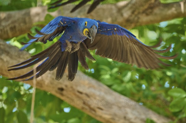 A Hyacinth Macaw flies dynamically through the canopy with outstretched wings, Hyacinth Macaw