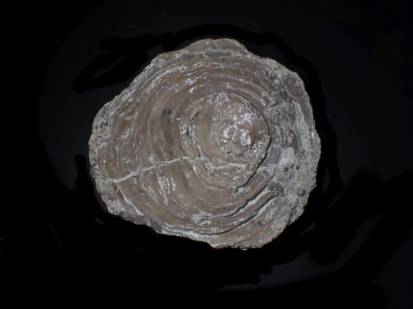 Fossil coral, petrification, Cunnolites sp., fossil, chalk, Santonium, Gosau layers, around 80