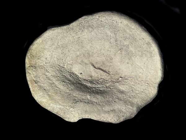 Fossil sponge, petrification, Porifera spee., fossil, campan, chalk, around 80 million years old,