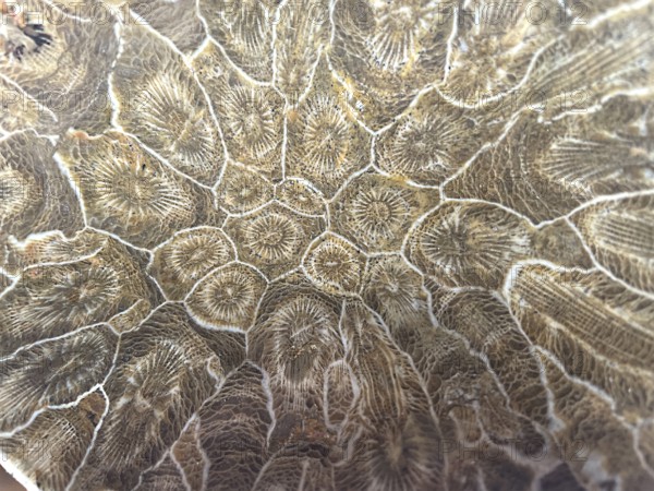 Hexagonaria hexagona, polished, polyp, coral polyp, fossil coral, fossilization, Devonian, Middle
