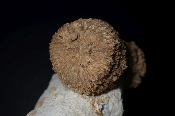 Fossil coral, petrification, Thecosmilia trichotoma., fossil, Malm, Jura, around 150 million years